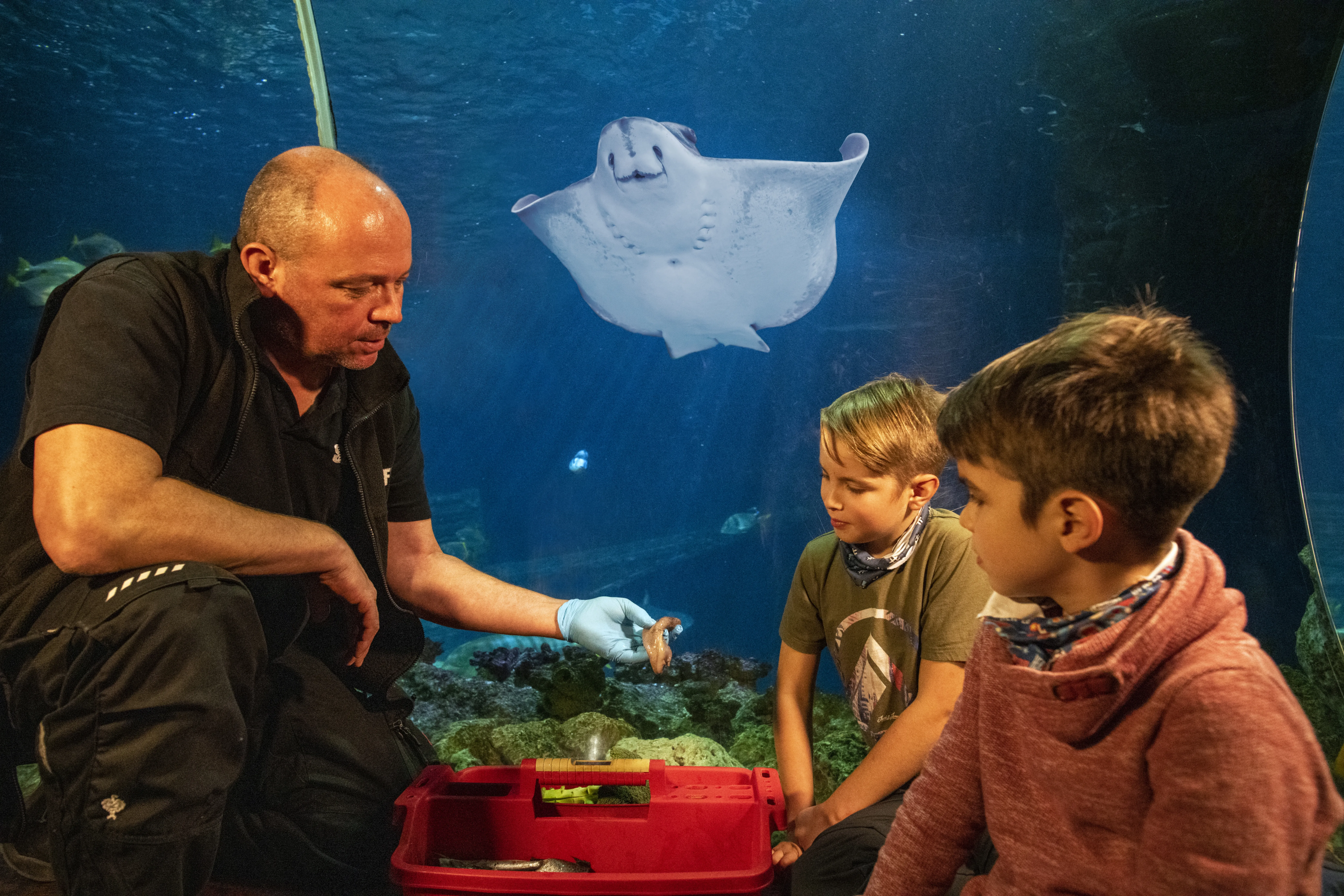 Sealife Speyer 1964 Rochen (1)